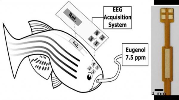ثبت EEG چند کاناله بر روی مغز ماهی امکان اندازه گیری دقیق امواج مغزی را فراهم می آورد.