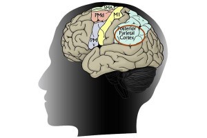New Brain Pathway That Controls Hand Movements Identified