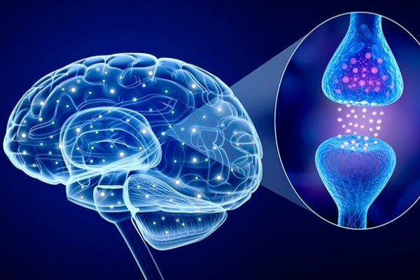 How serotonin balances communication within the brain