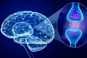 چگونه سروتونین ارتباطات درون مغز را متعادل می‌کند؟