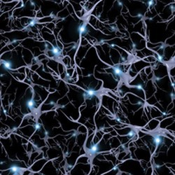 طبقه بندی نورون ‎های قشر مغز براساس شکل اسپایک و پتانسیل عمل و شناسایی نورون های هرمی