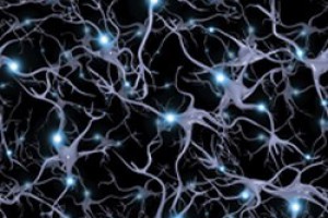 شناسایی سلول عصبی کنترل‌کننده جریان اطلاعات در مغز