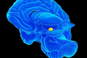 New pathways in brain's amygdala