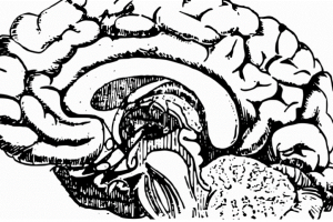 مغز دارای اختلال و ساختار شبکه‌ی آن 