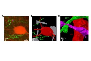 درمان نوروپپتید، پردازش بصری را در مغز موش تقویت می‌کند