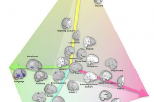 اولین نقشه‌ی جامع از جهت‌گیری عملکردهای ذهنی بین نیمکره‌های مغزی تولید شد