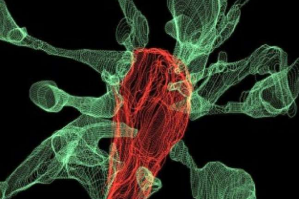 Microglia pruning brain synapses captured on film for the first time
