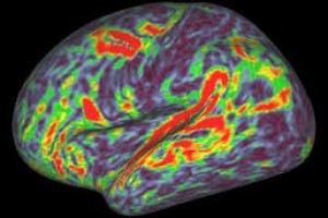 Brain mapping: New technique reveals how information is processed
