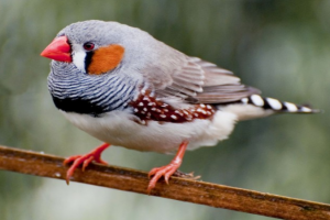دانشمندان می توانند ذهن پرنده را بخوانند و آواز بعدی آن را پیش بینی کنند