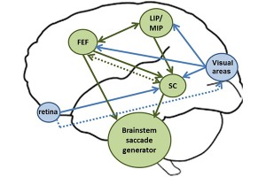 Compensating for a shifting world: A quantitative comparison of the reference frame of visual and auditory signals across three multimodal brain areas