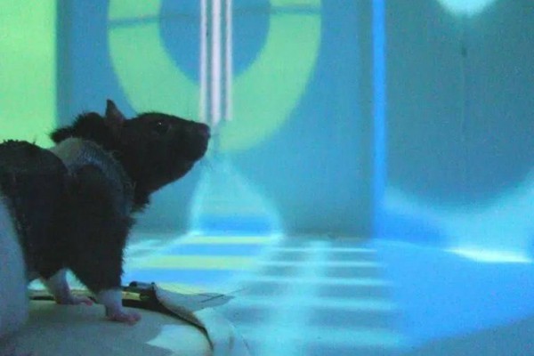 VR Experiment With Rats Offers New Insights About How Neurons Enable Learning