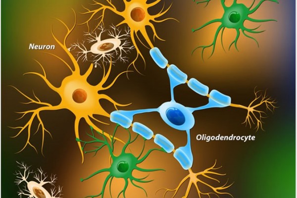 سلول‌های جدید گلیال کشف شده در مغز: نشانه‌های ترمیم مغز