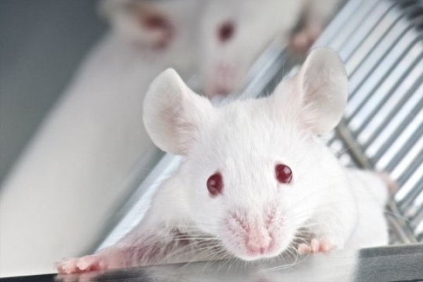 پروتئین جهش یافته مغز کودک مبتلا به اوتیسم باعث رفتارهای مشابه اوتیسم در موش‌ها می‌شود
