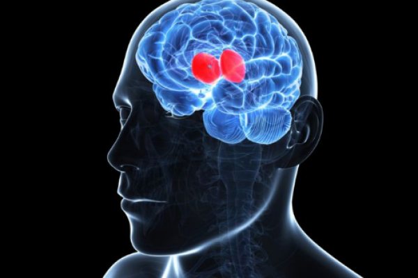 غده‌ی تالاموس مغز را در دوره‌ی پرورش یافتن فعال می‌کند