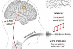 The neuroscience of human vocal pitch