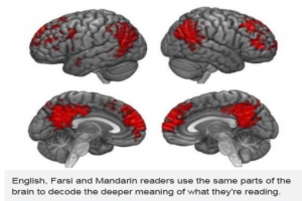 Something universal occurs in the brain when it processes stories, regardless of language