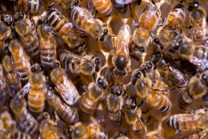 زنبورهای غیر اجتماعی نمایه‌های ژنتیکی مشابهی با افراد مبتلا به اوتیسم دارند