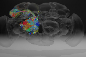 کامل ترین نقشه‌ی مغزی تا کنون؛ نشان دهنده‌ی تک تک نورون‌های مغز یک مگس میوه