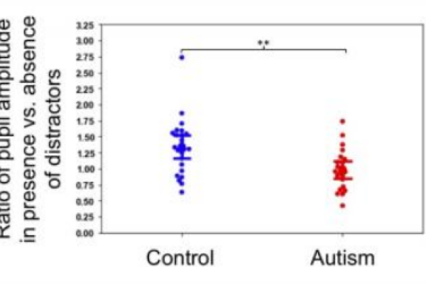 Changes in brain attention may underlie autism