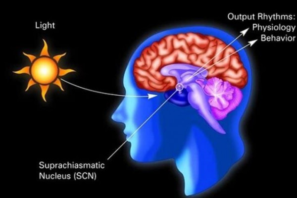 How Changes in Length of Day Change the Brain and Subsequent Behavior