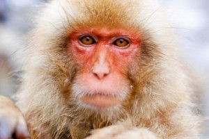 Researchers stimulate areas vital to consciousness in monkeys' brains -- and it wakes them up