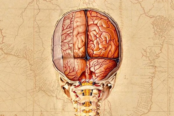 دانشمندان نقشه‌ای بسیار دقیق از مغز انسان تهیه کردند