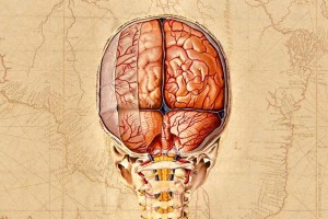دانشمندان نقشه‌ای بسیار دقیق از مغز انسان تهیه کردند