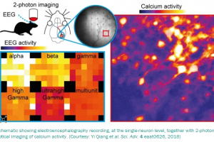 Transparent microelectrodes improve brain activity mapping