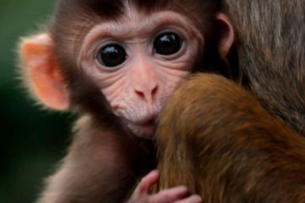 Chinese scientists defend implanting human gene into monkeys' brains