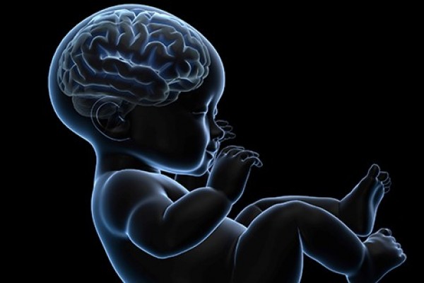 Lack of oxygen doesn't kill infant brain cells
