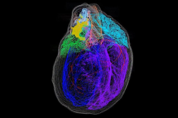 تصویربرداری سه بعدی سیناپس بی سابقه برای مبارزه با بیماری های عصبی