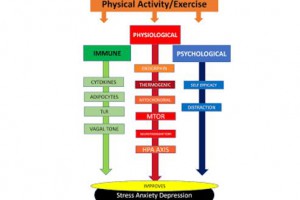 تمرین ورزشی منظم و سلامت مغز