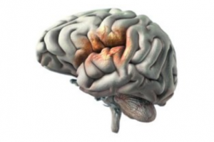 چرا مغز نسبت به کمبود اکسیژن حساس‌ترین است؟