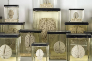 موزه مغز در باغ کتاب تهران راه‌اندازی می‌شود.