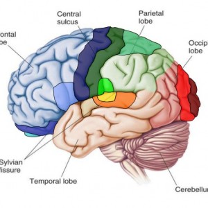 سمینارهای آموزشی برخط (وبینار) آزمایشگاه ملی نقشه برداری مغز